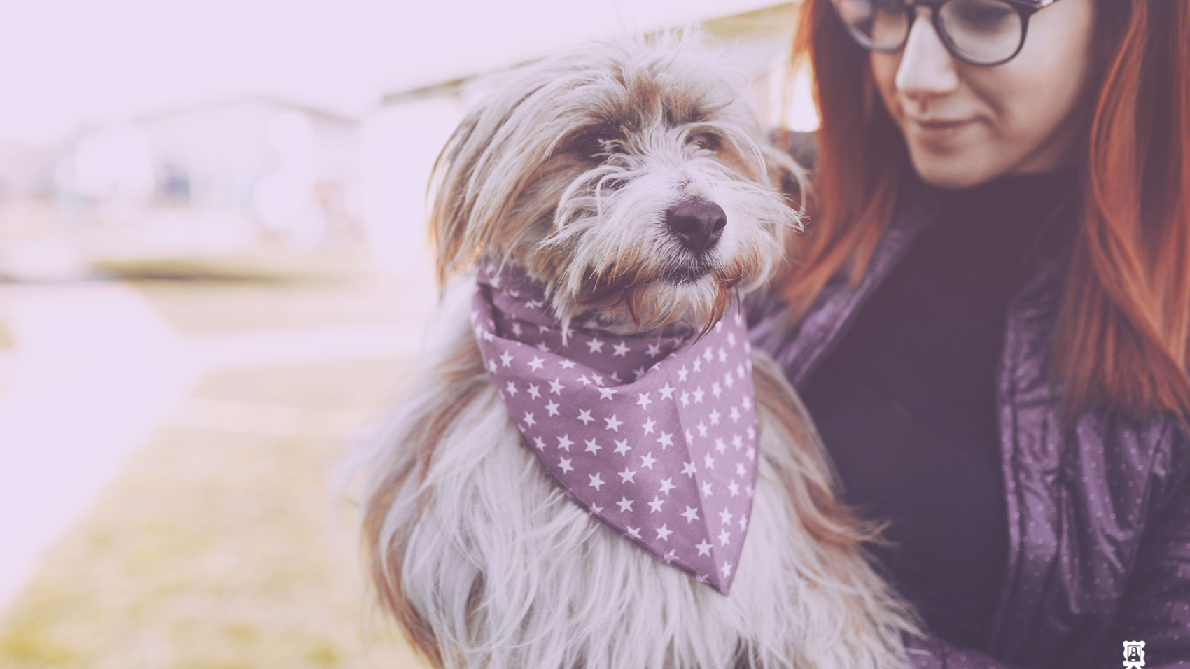 Pet Daycare Move from Queens to Brooklyn