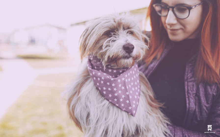 Pet Daycare Move from Queens to Brooklyn