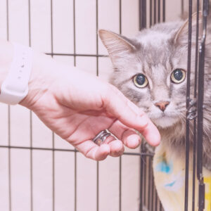 Pet Daycare Move from Queens to Brooklyn